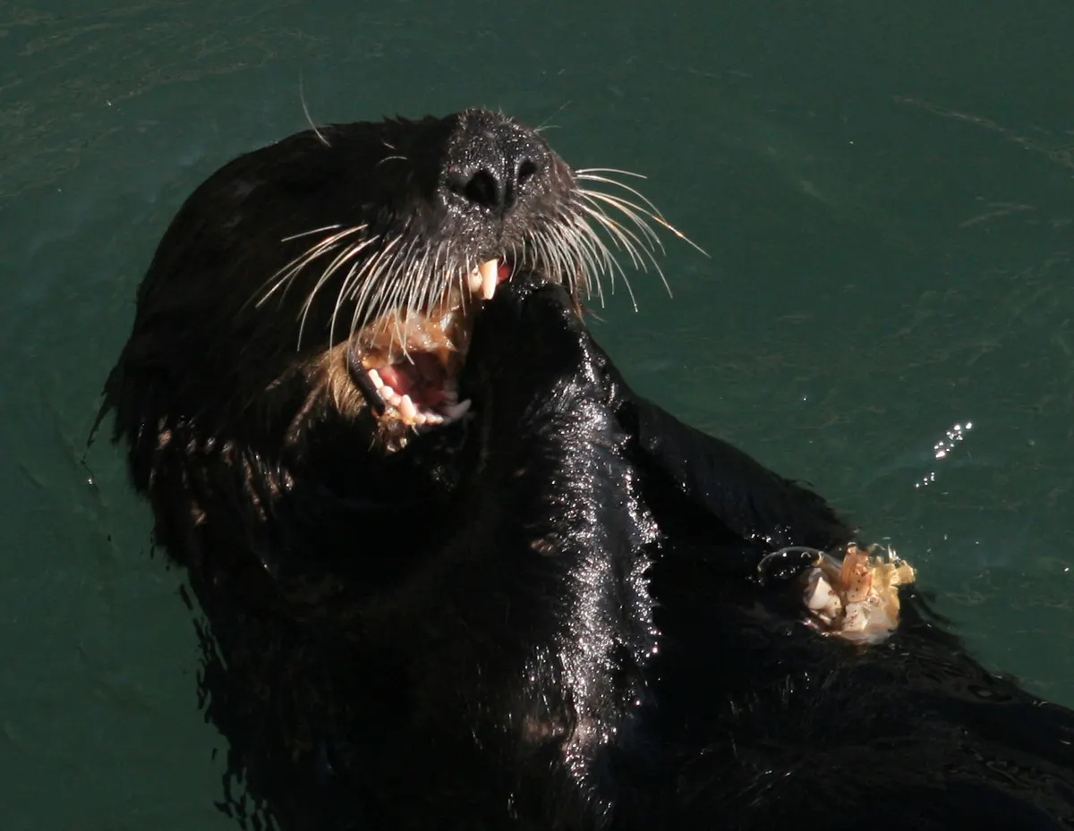 Sea otter eating crab while floating