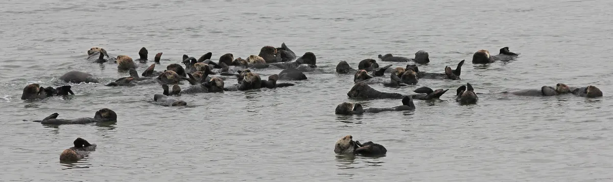 Group of sea otters resting together on the water