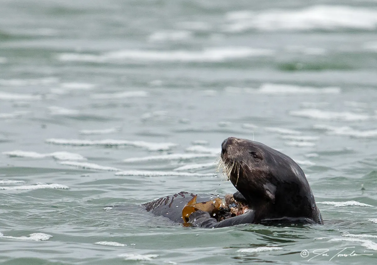 Sea otter using a rock tool while floating