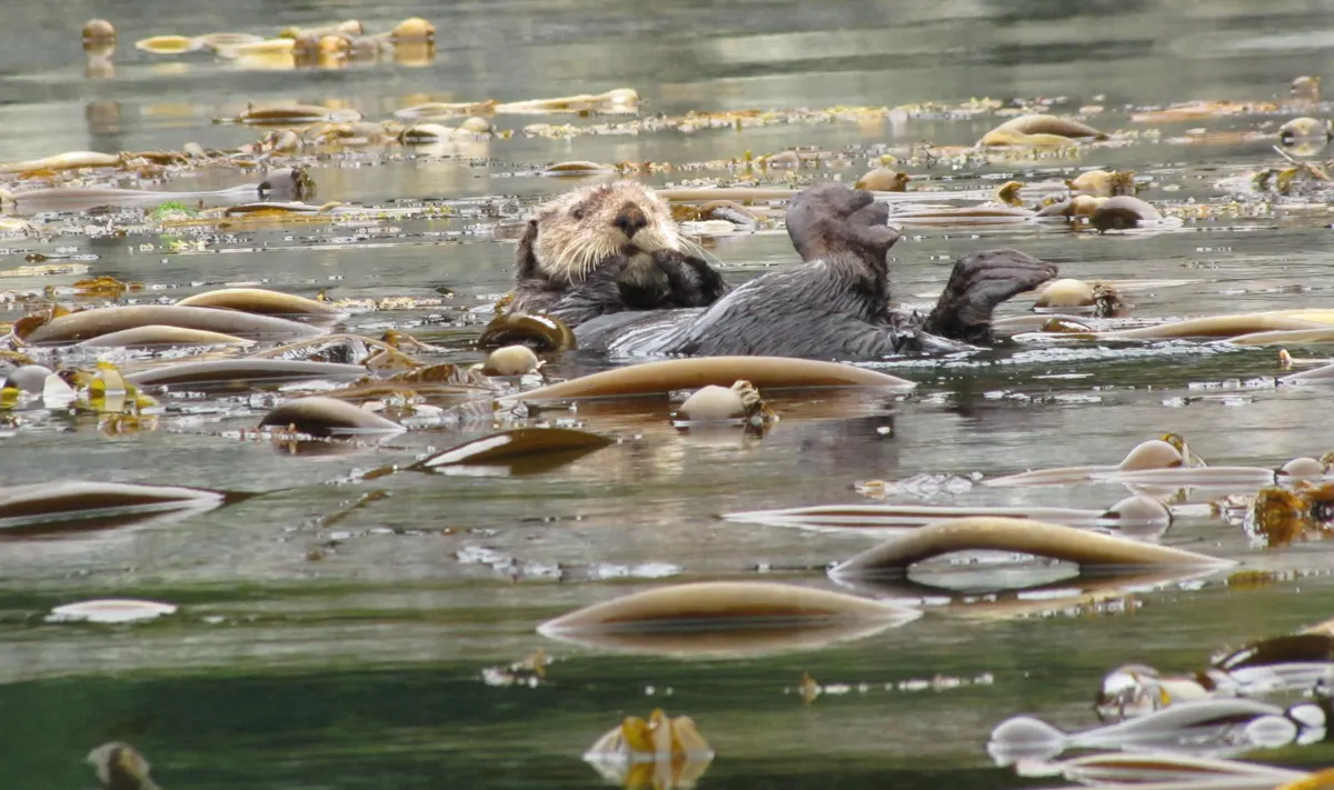 Sea otter resting among thick kelp