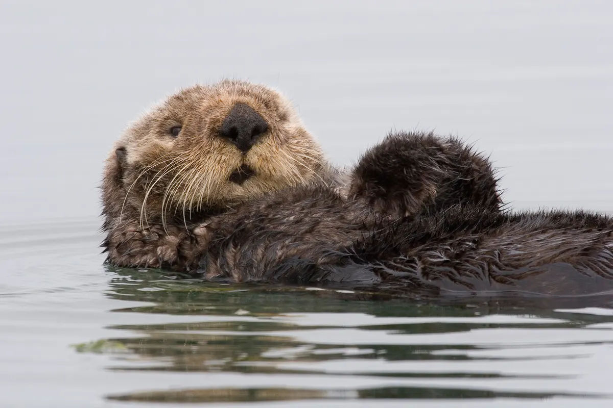 Sea otter floating on its back in calm water