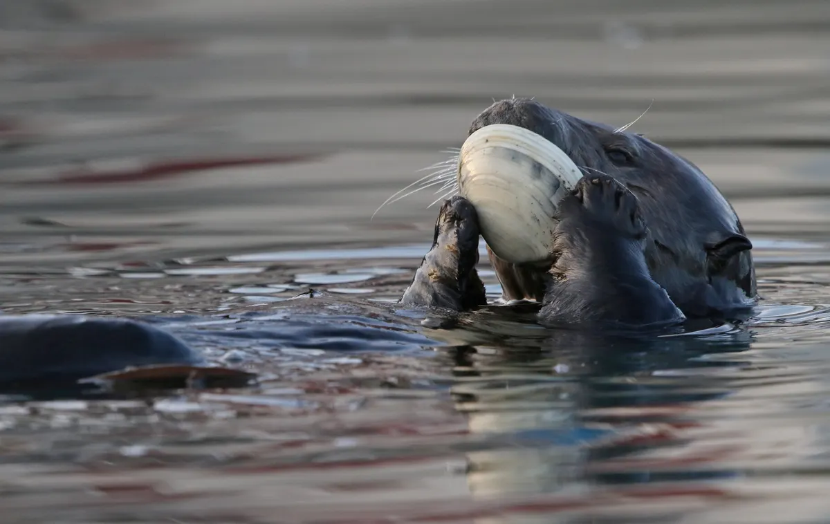 Sea otter floating in cool Pacific coastal water