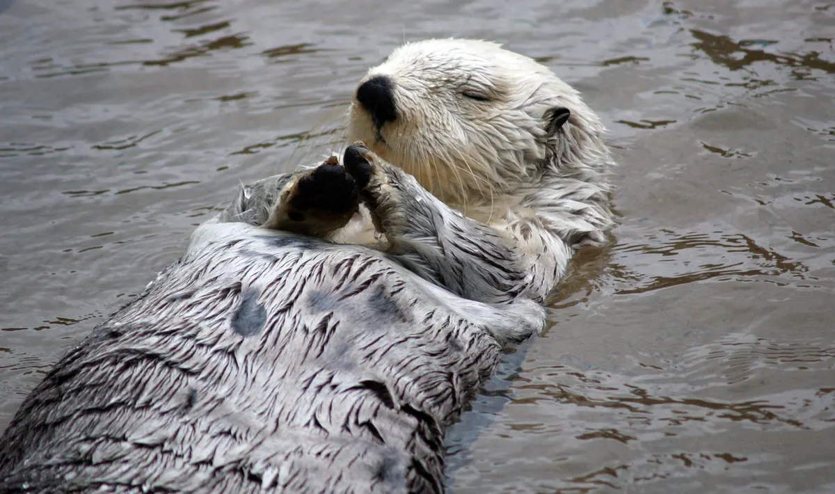 Full-body sea otter stretched out on the water surface