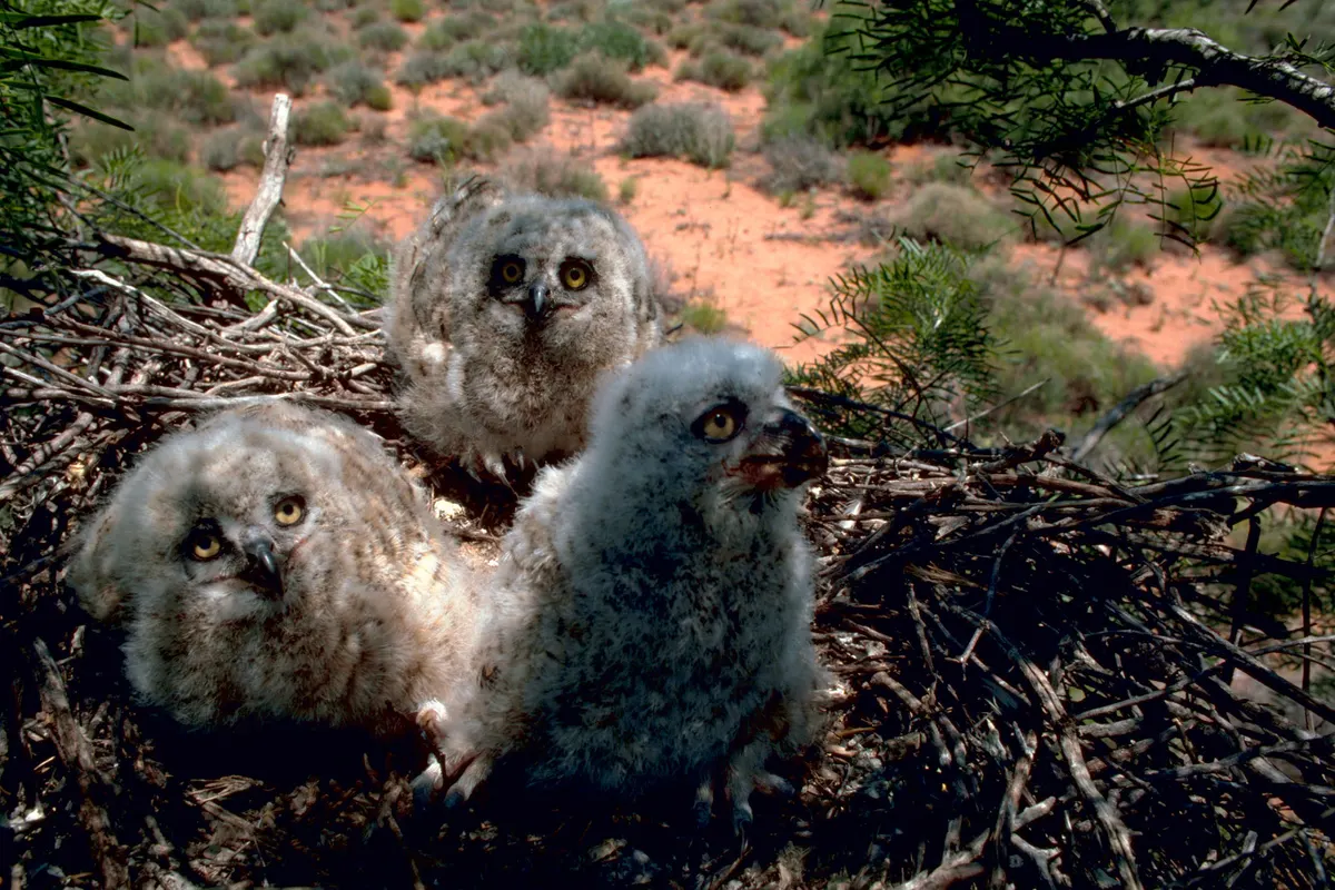 Fluffy great horned owl chick in a nest