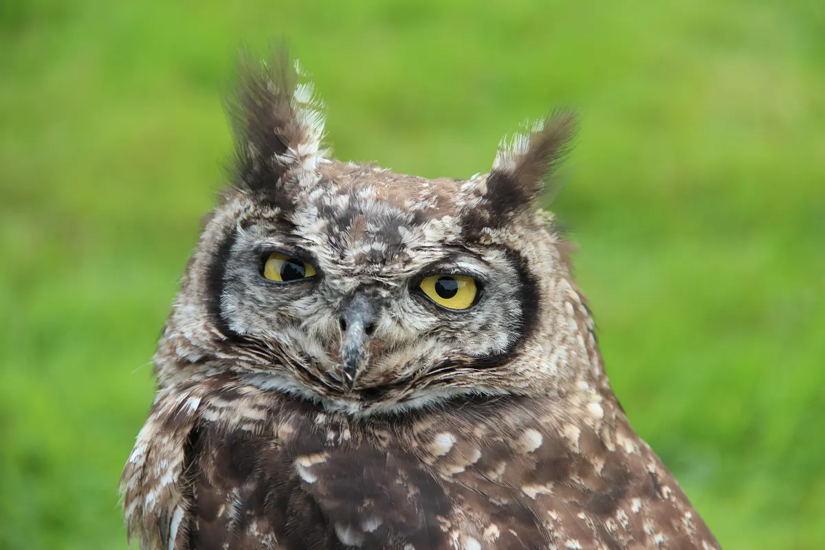 Close-up great horned owl face with yellow eyes and ear tufts