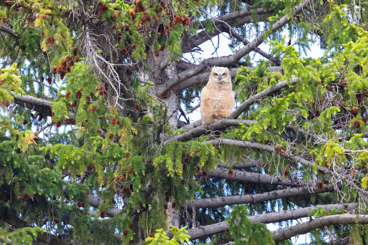 Downy great horned owl chick in a tree nest