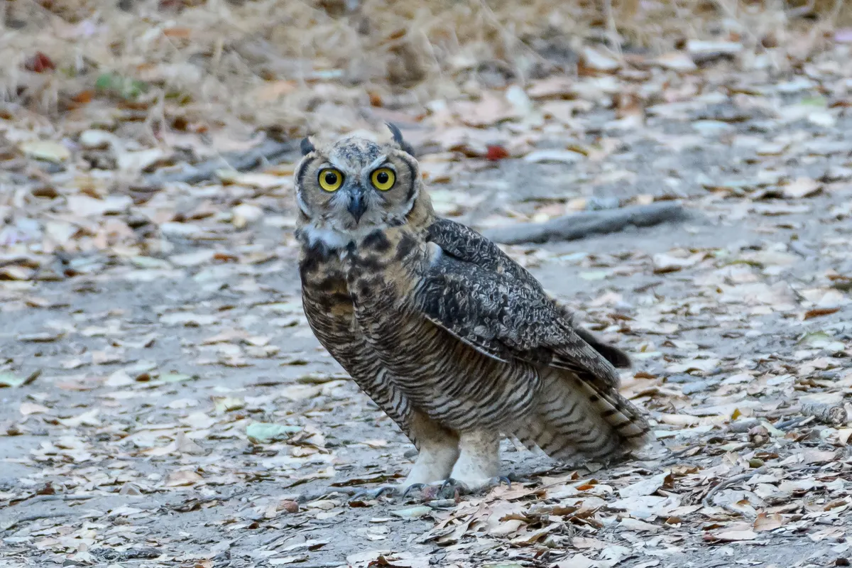 Great horned owl perched and ready to hunt