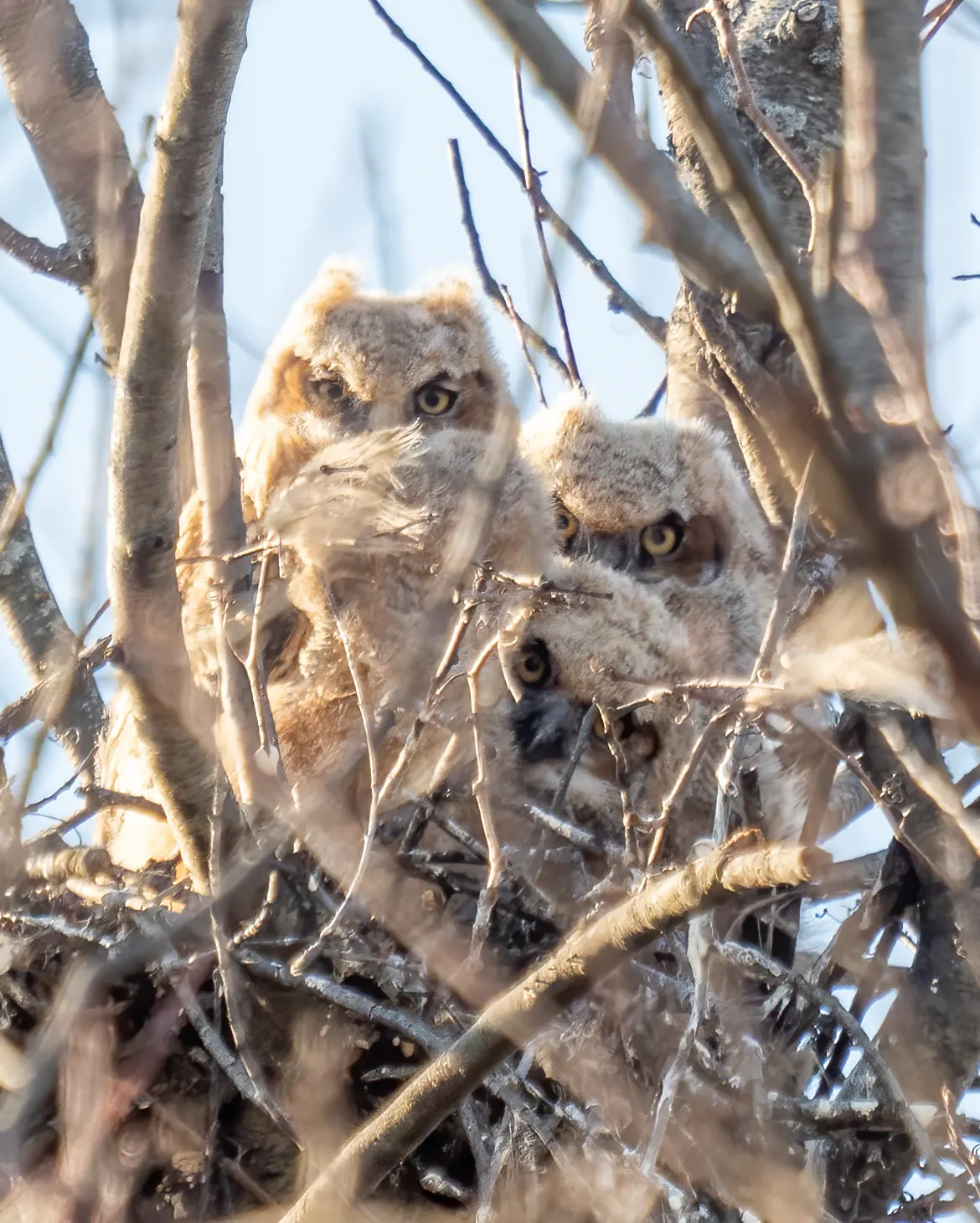 Great horned owl chicks in a nest waiting for food