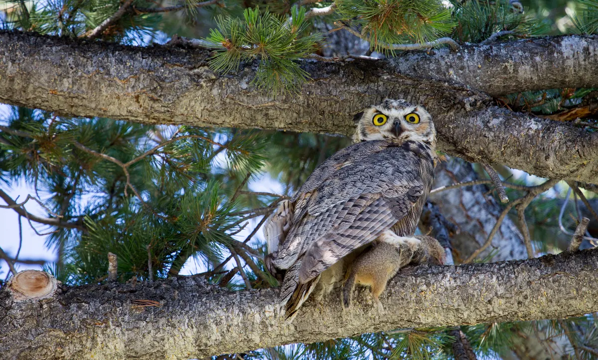Great horned owl perched on a branch in woodland