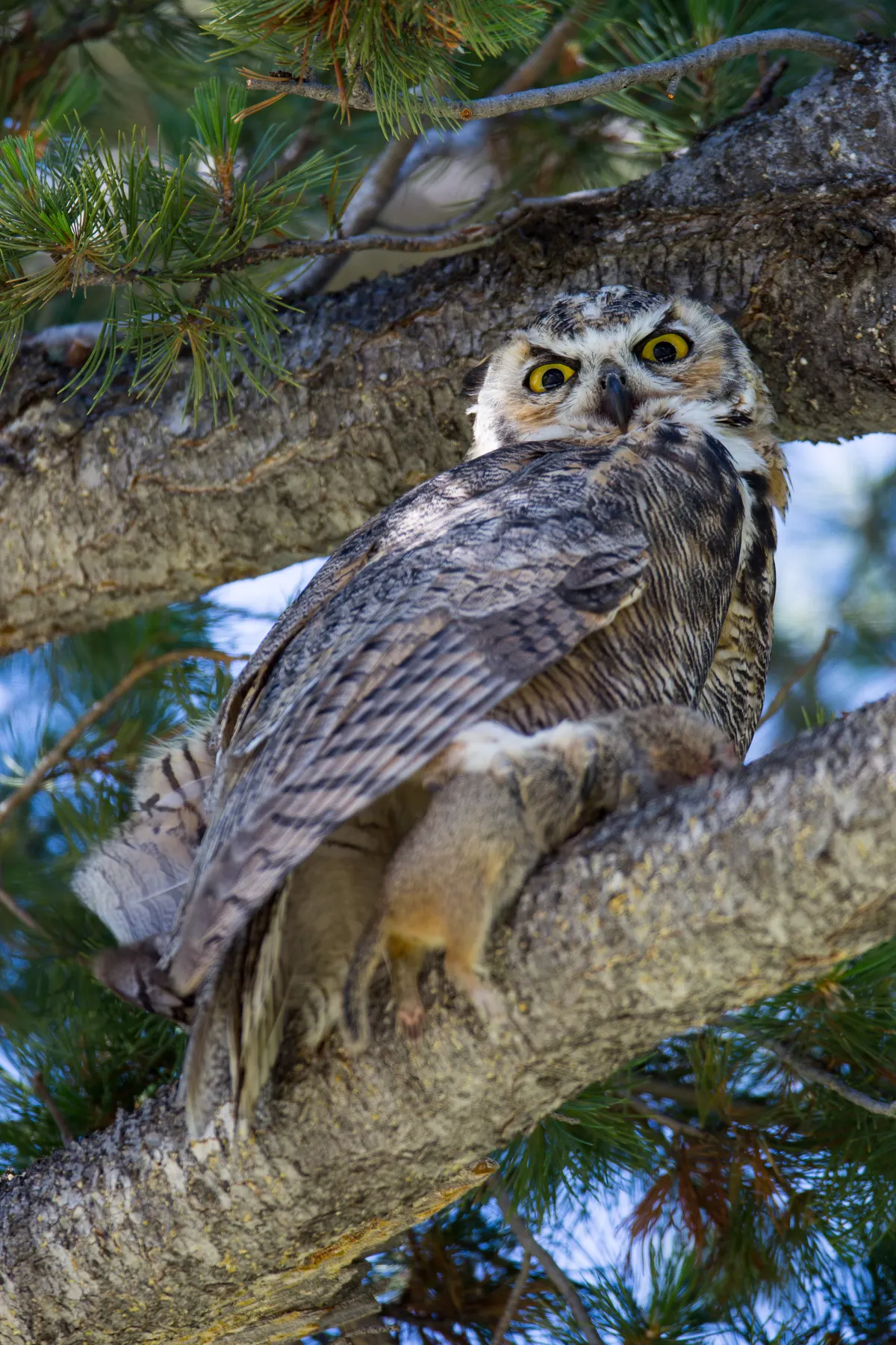 Great horned owl in a cold mountain forest setting