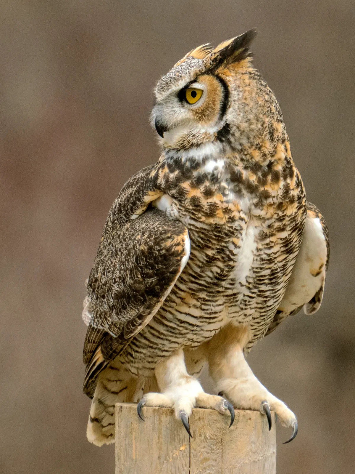Close-up of great horned owl talons used for catching prey