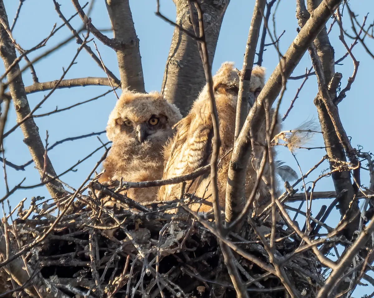 Two young great horned owl chicks together in a nest