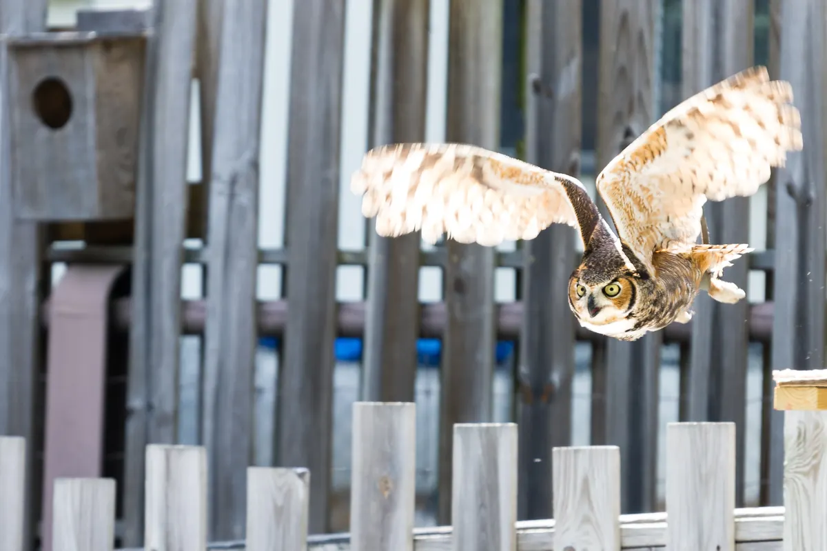 Great horned owl flying with wings spread wide
