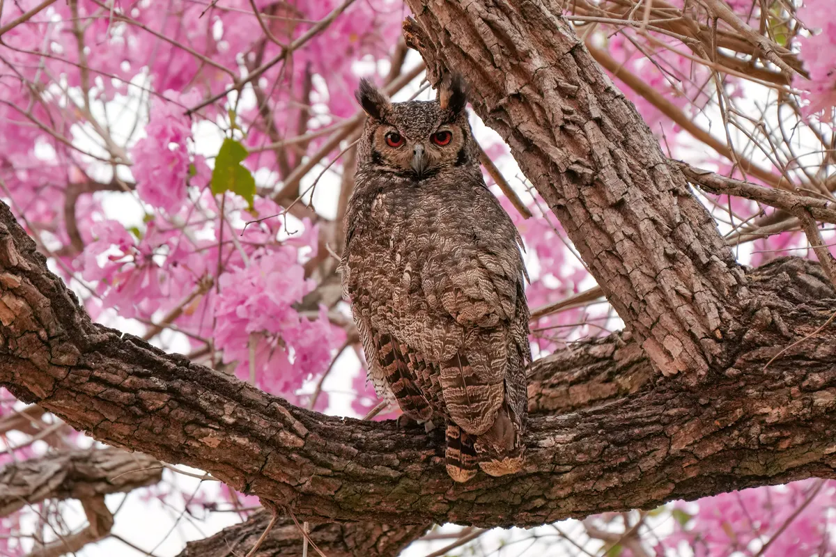 Great horned owl perched in a tree in forest habitat