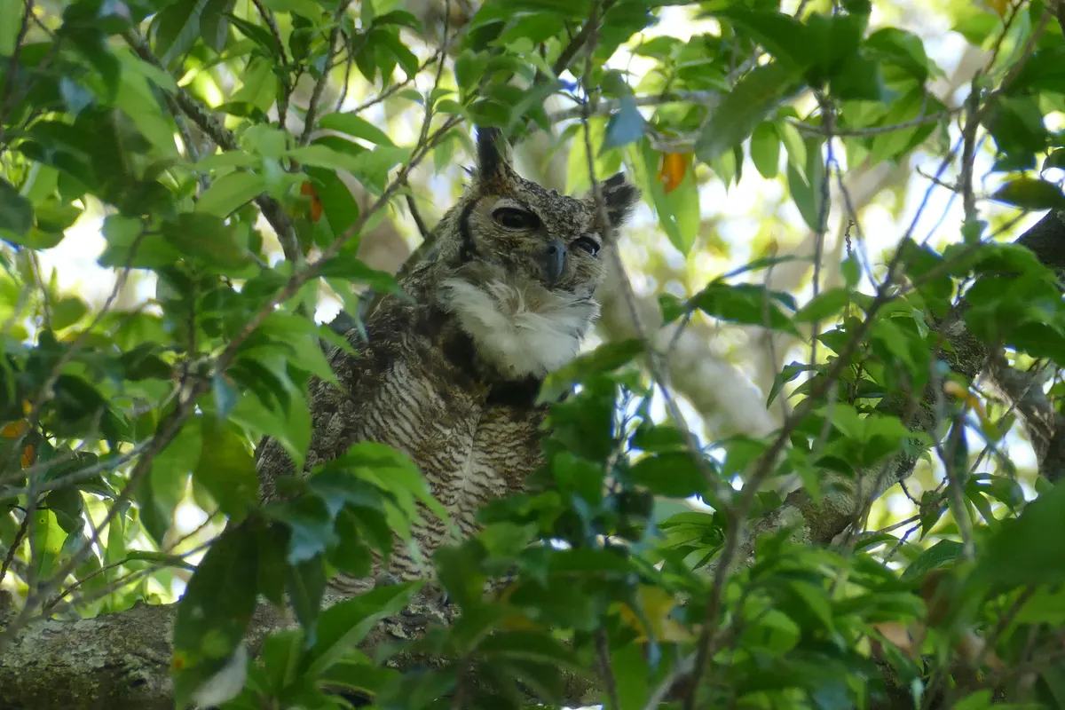 Great horned owl perched with ear tufts raised