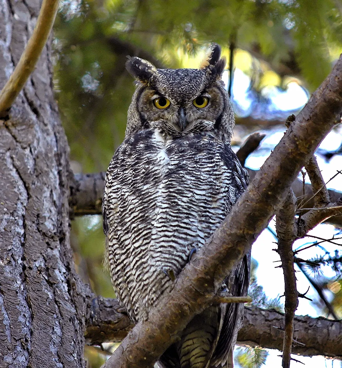 Great horned owl in snowy Canadian habitat