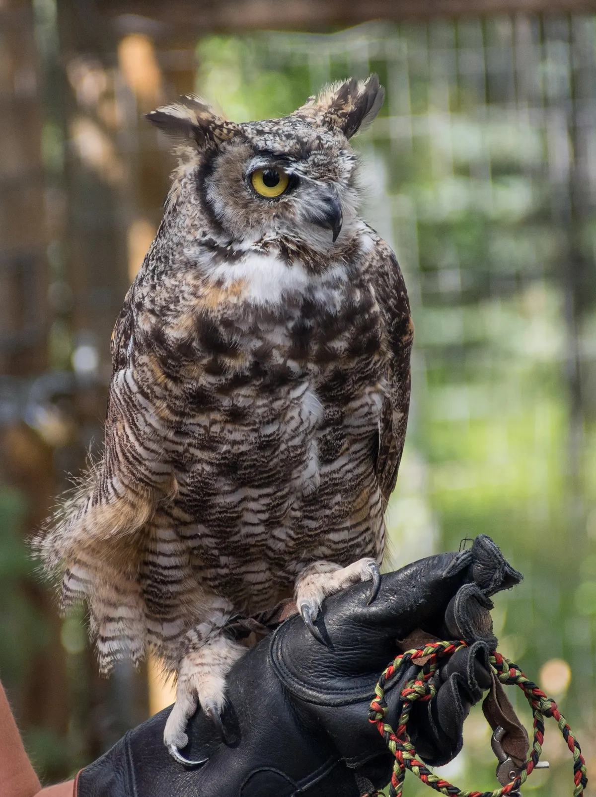 Great horned owl showing its large body and broad wings