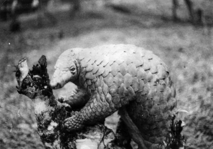 Small Sunda pangolin museum specimen showing body size and scale pattern
