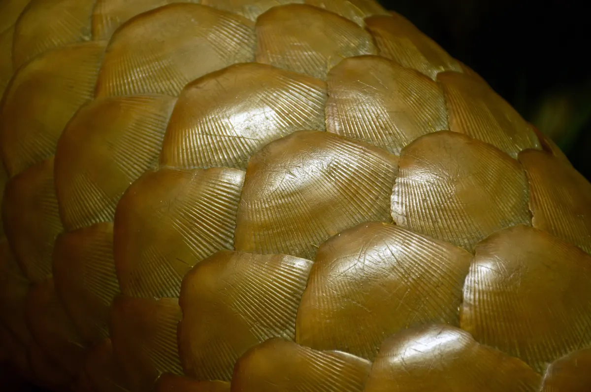 Close detail of Sunda pangolin scales on a museum specimen