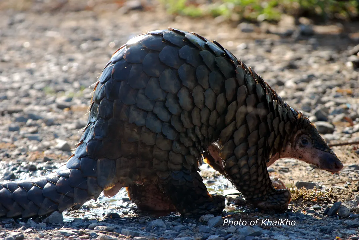 Wild Sunda pangolin photographed in Vietnam