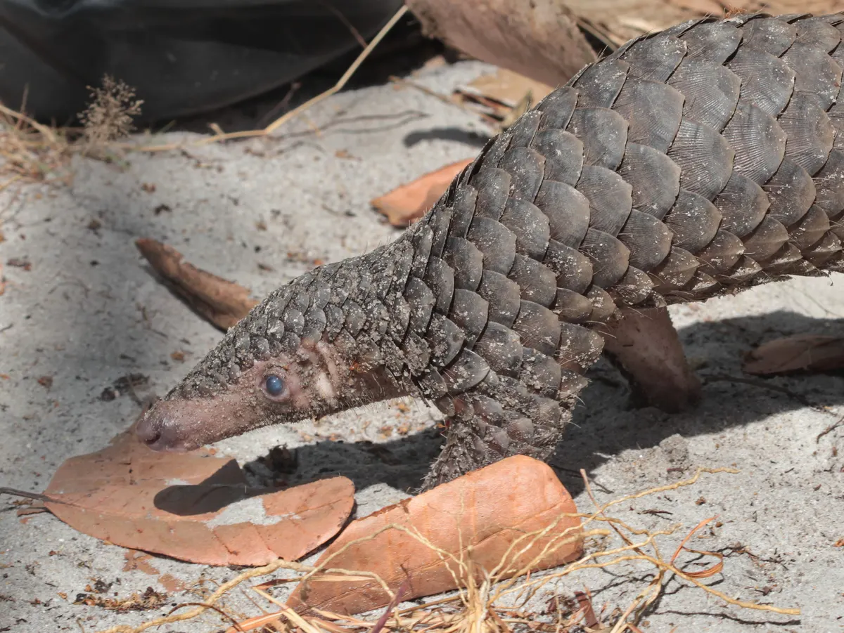 Sunda pangolin on a forest floor at night in Thailand