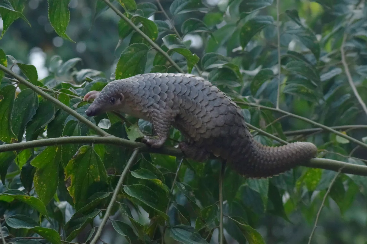 Sunda pangolin walking on forest floor showing overlapping keratin scales