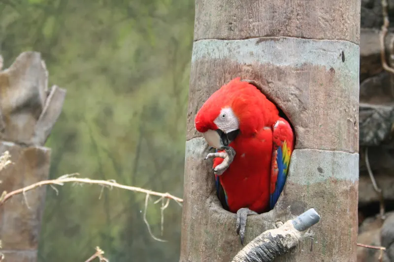 Scarlet macaw at a nest box