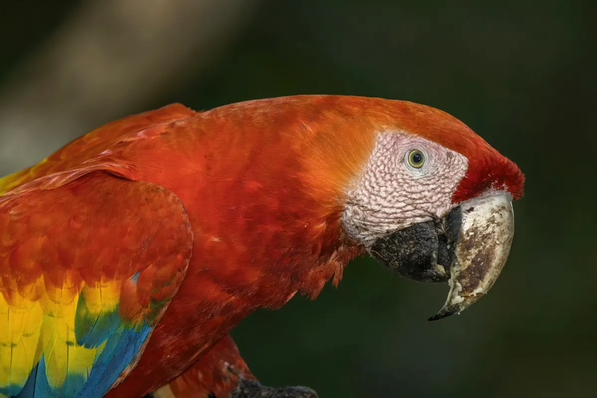 Close-up of a scarlet macaw head and hooked beak