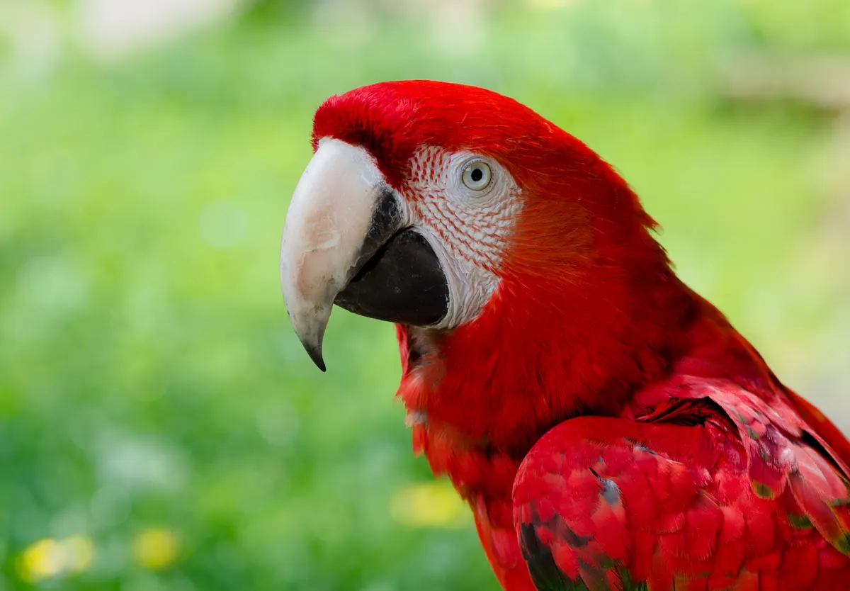 Young scarlet macaw with shorter tail feathers