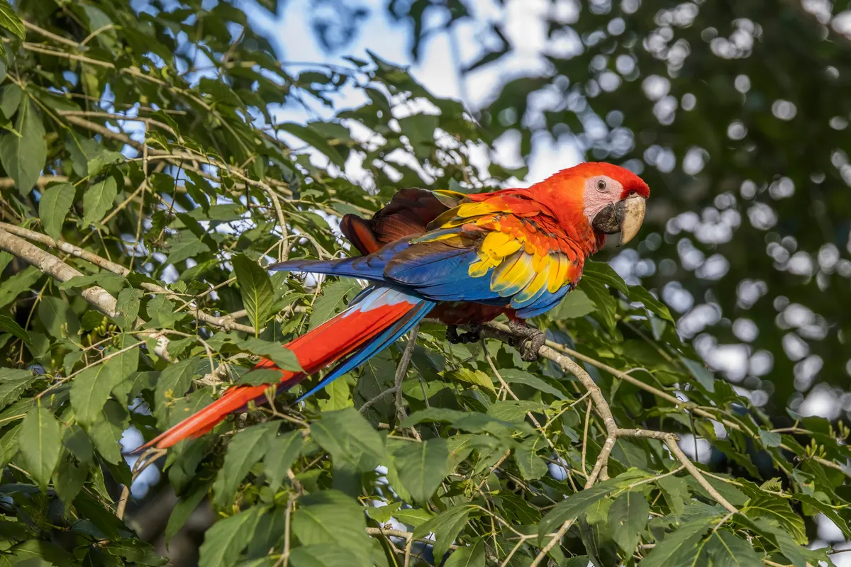 Scarlet macaw eating while gripping a branch
