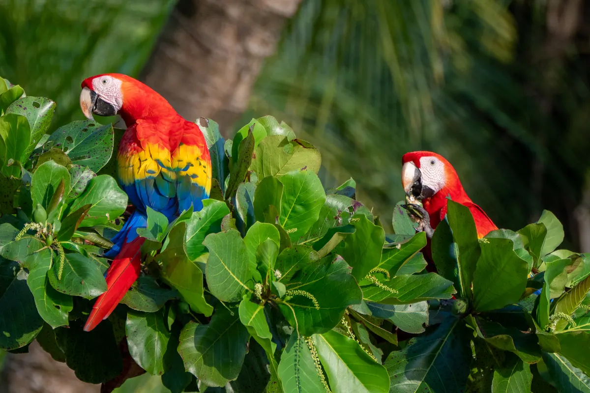 Two scarlet macaws perched side by side
