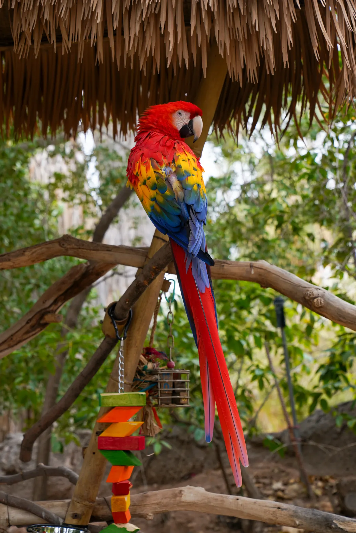 Scarlet macaw showing bright plumage colors