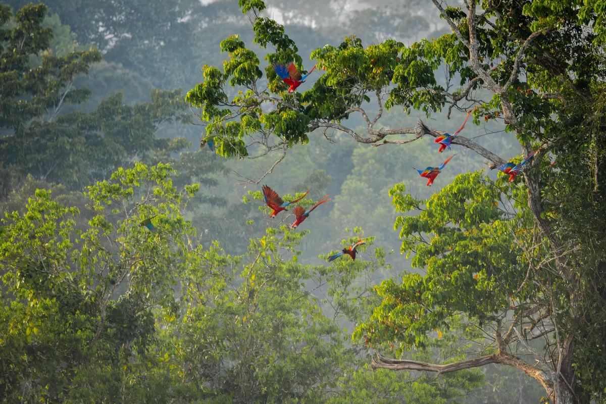 Scarlet macaws scattered through the canopy of a rainforest at dawn