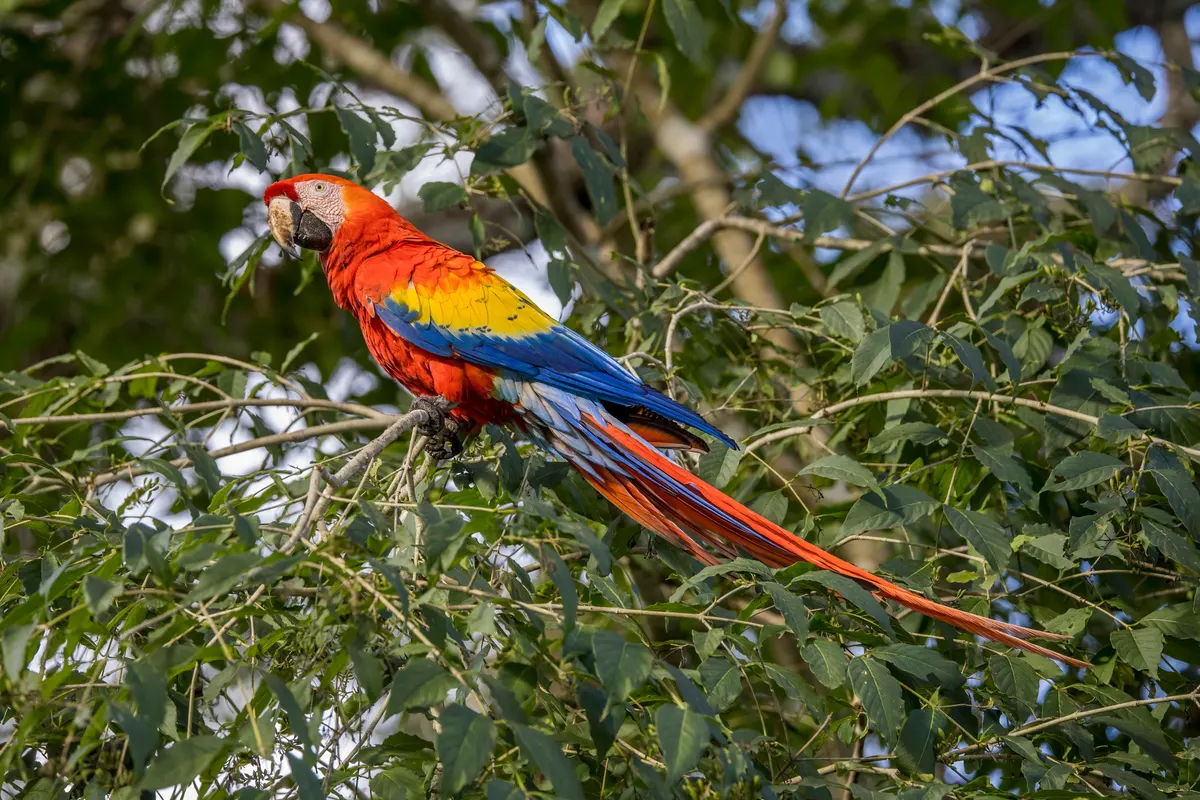 Scarlet macaw feeding while perched on a branch