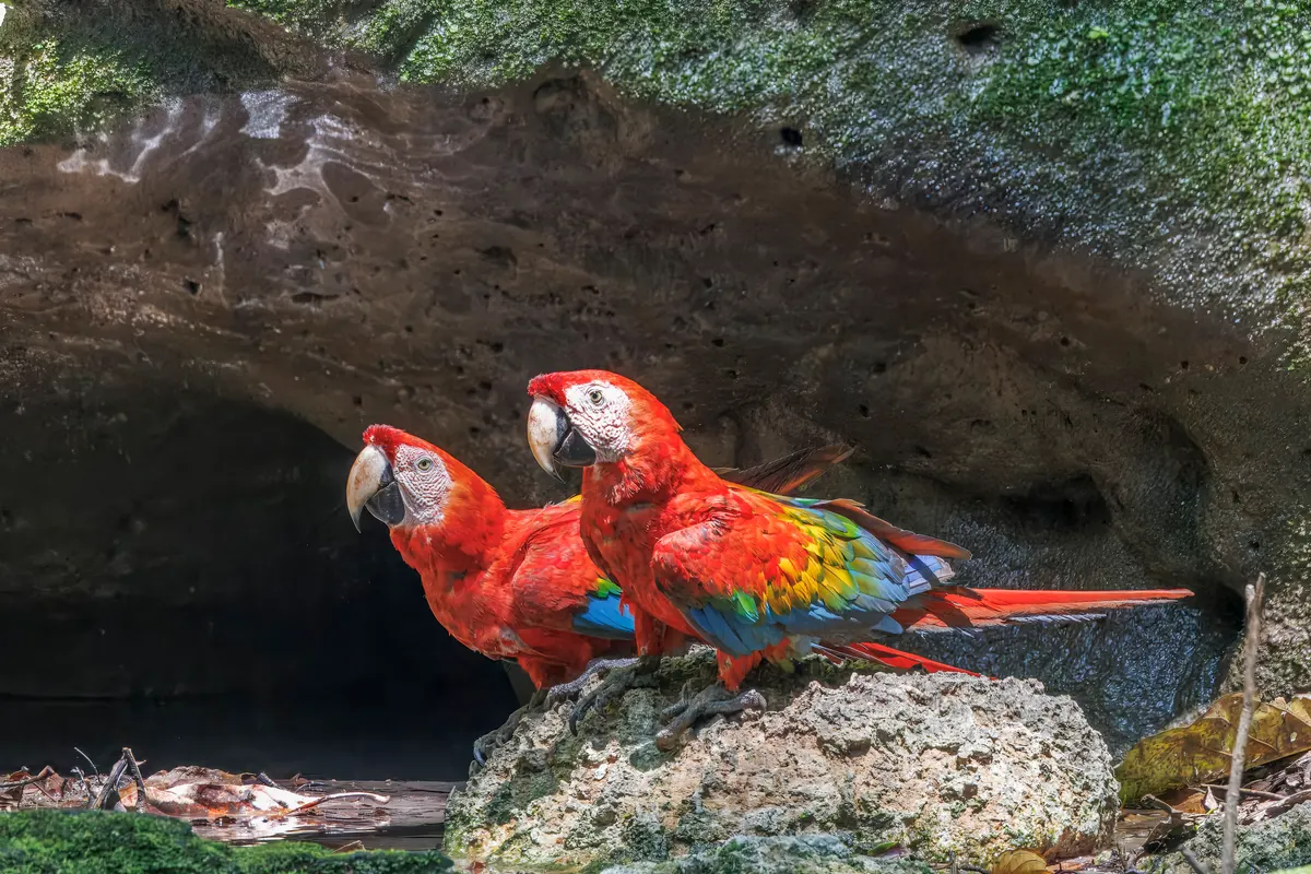 Pair of scarlet macaws perched together