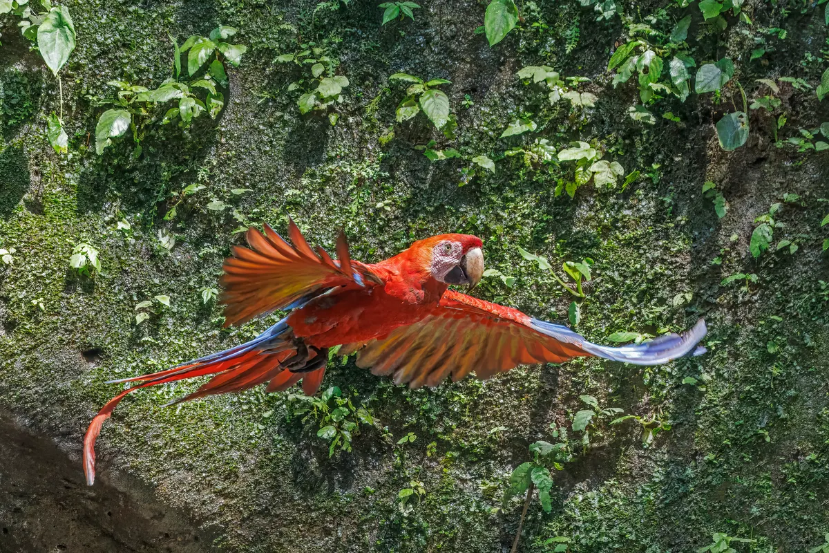 Scarlet macaw flying with wings spread wide