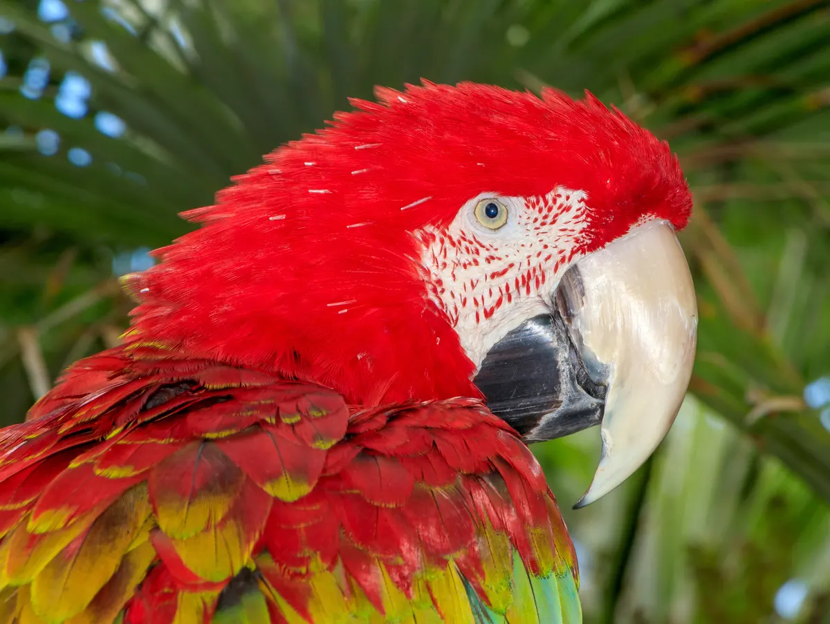 Scarlet macaw in lush tropical forest habitat
