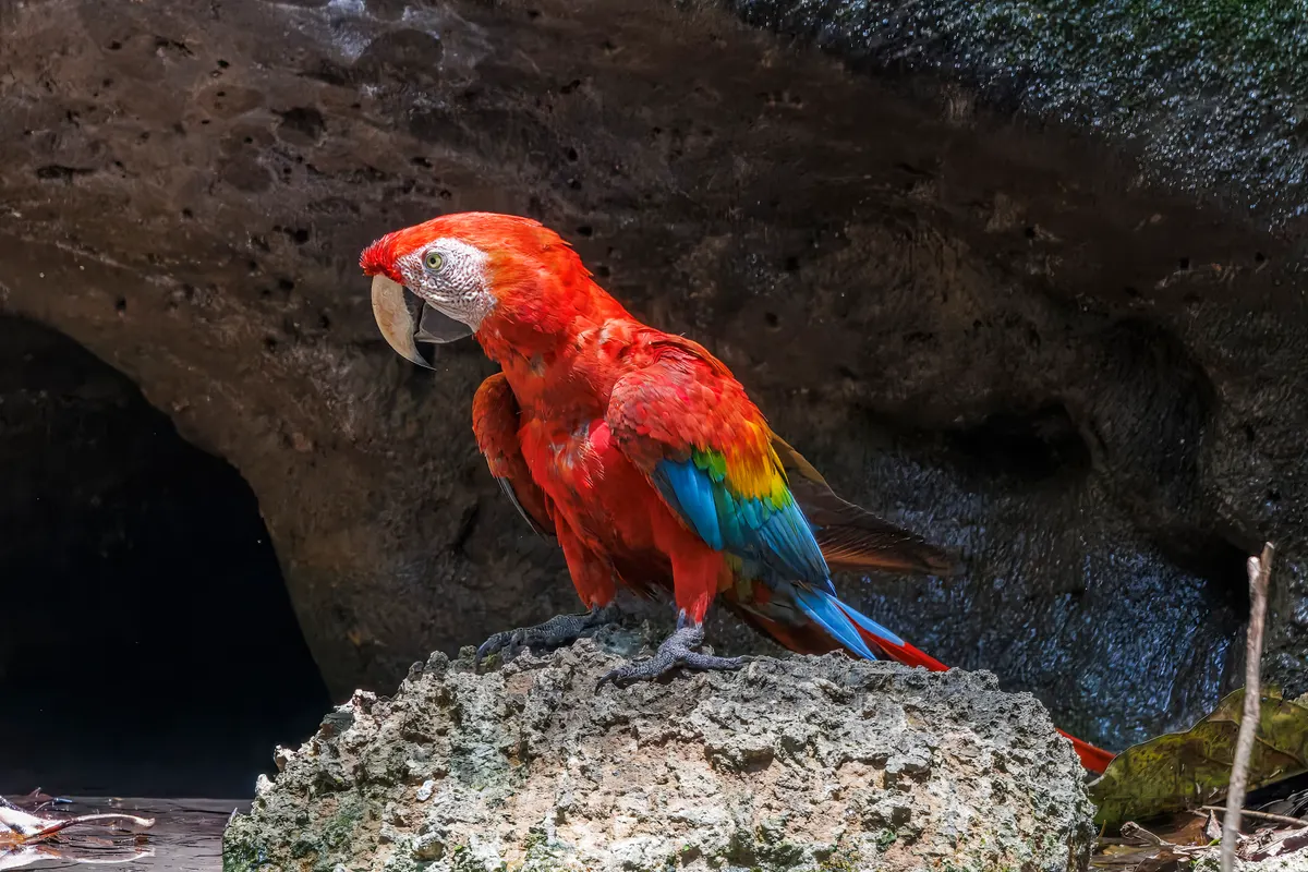 Scarlet macaw perched in Amazon rainforest habitat