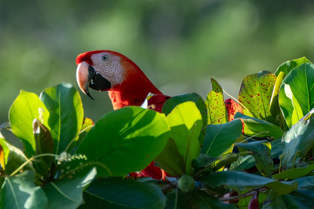 Scarlet macaws flying along the Central American coast