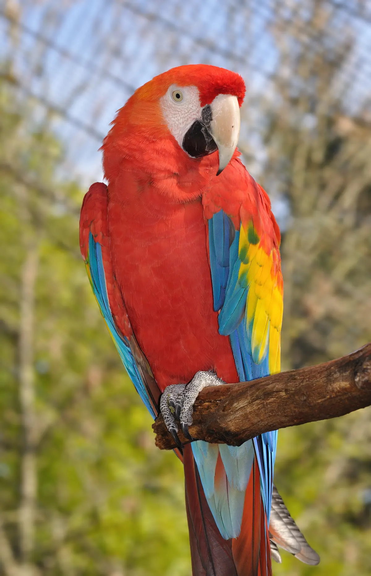 Scarlet macaw showing large body and long tail