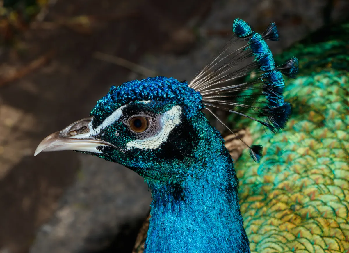 A detailed close-up showing the physical features of a Peacock