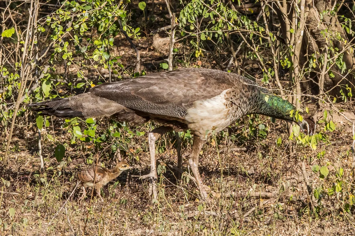 A young or baby Peacock showing early development