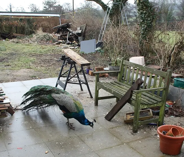 A peacock feeding on seeds in a garden