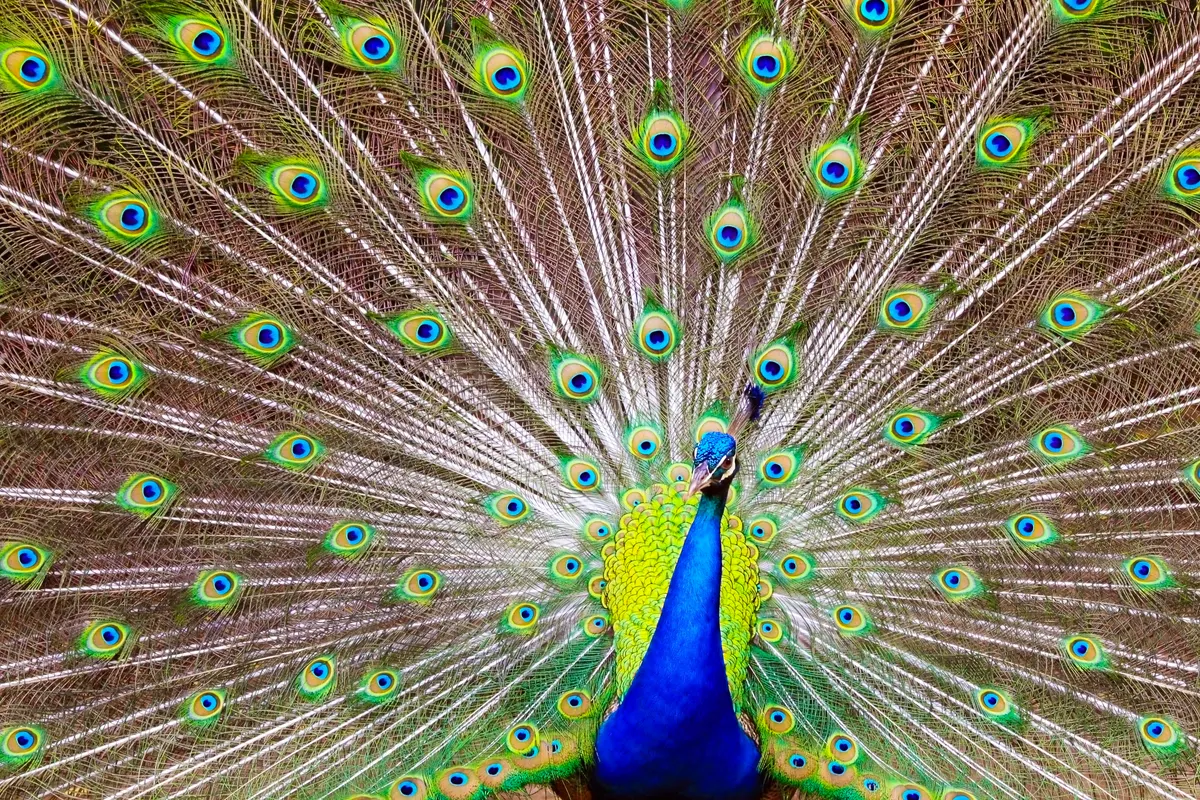 A group of Peacocks interacting with each other