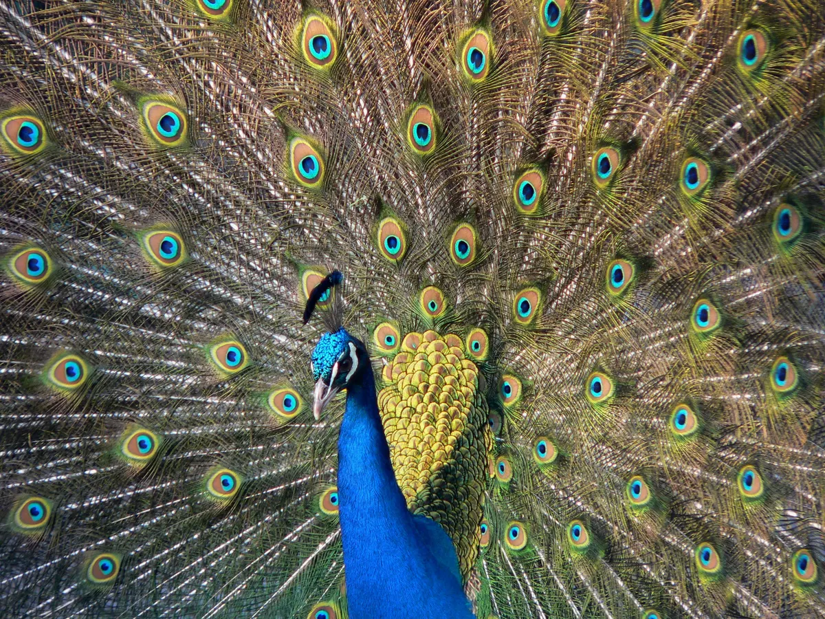A Peacock navigating its natural environment