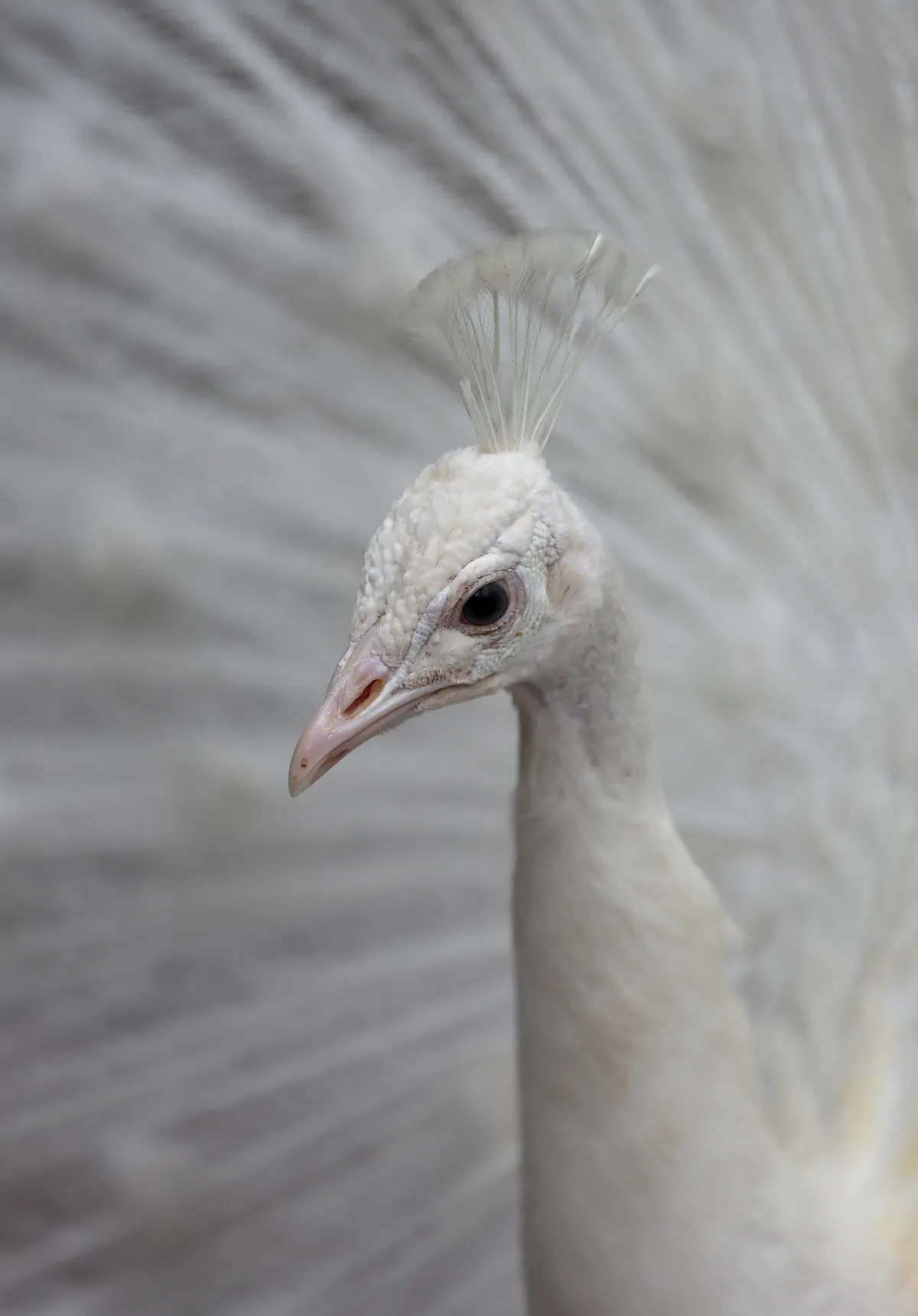Peacock in its native range