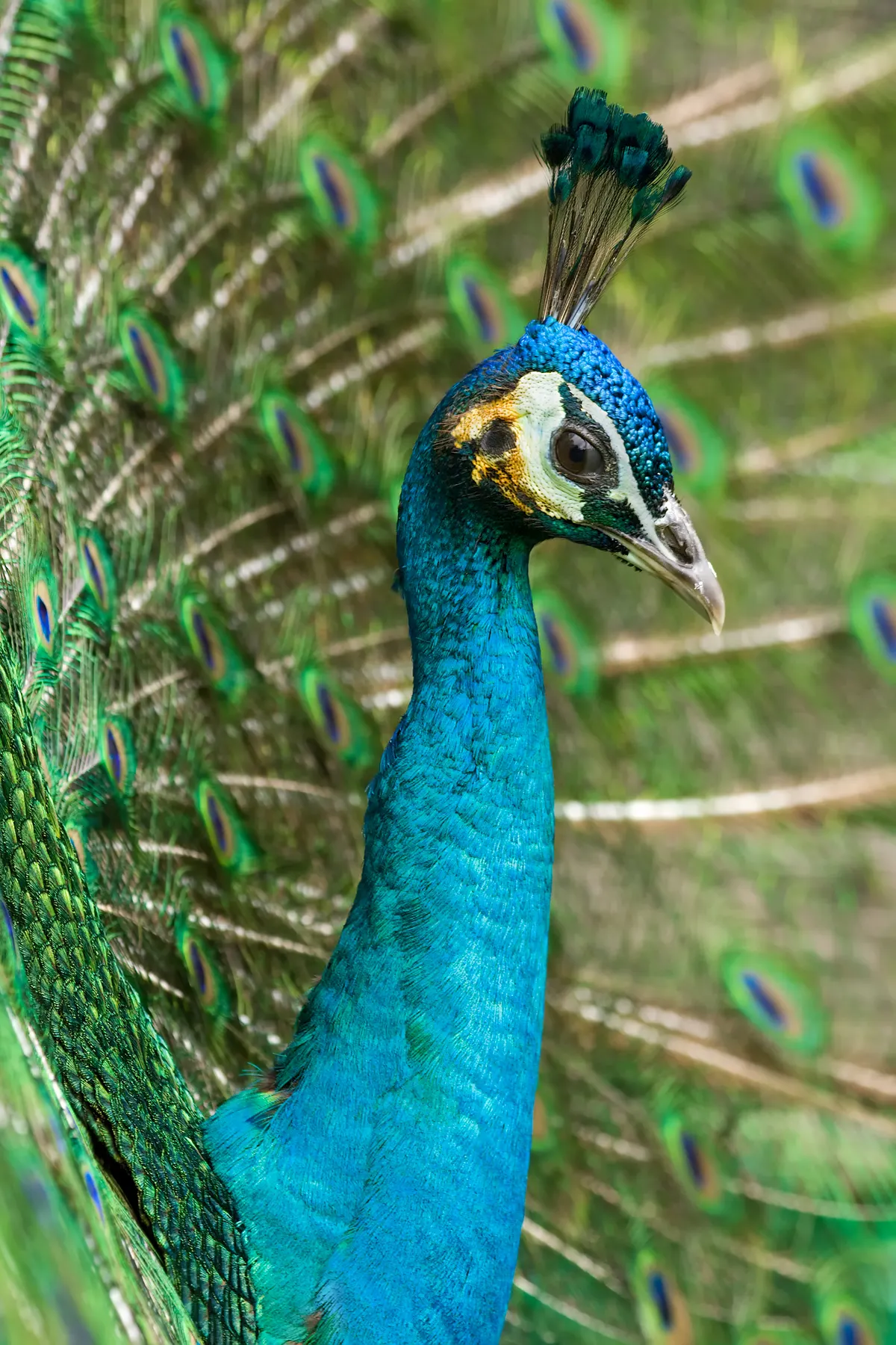 Wild Indian peacock foraging on the ground in natural habitat
