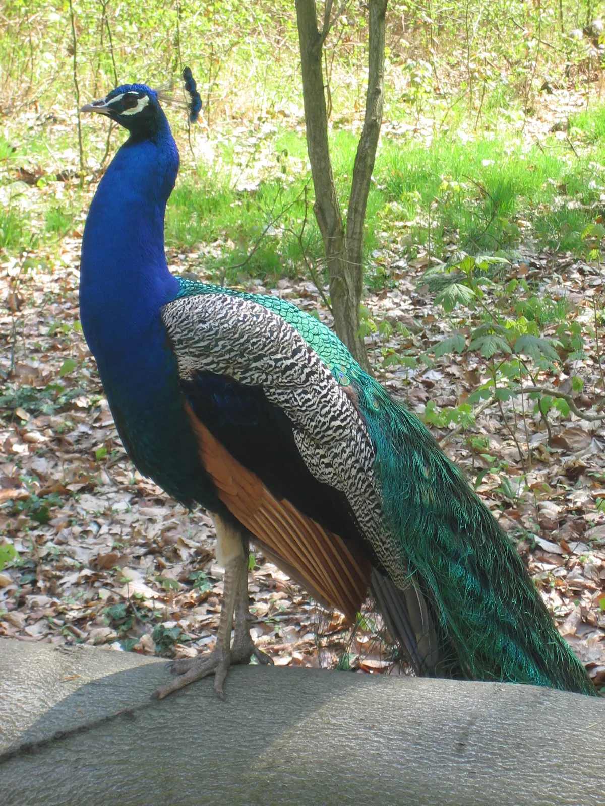 A group of Peacocks interacting with each other
