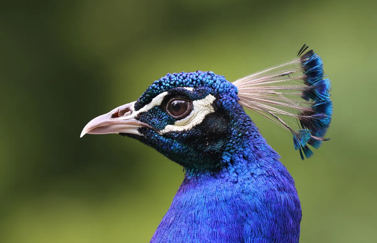 A Peacock showing a unique behavior or adaptation