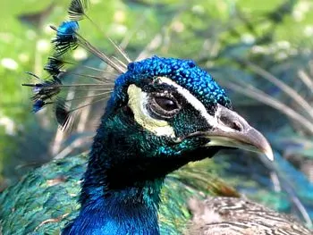 A Peacock navigating its natural environment